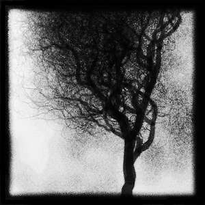 Arboreal